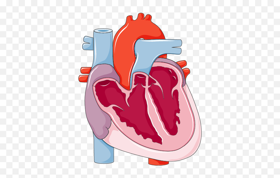 Heart - Servier Medical Art Fu 28 Cardiac Regeneration Png,Heart Organ Png