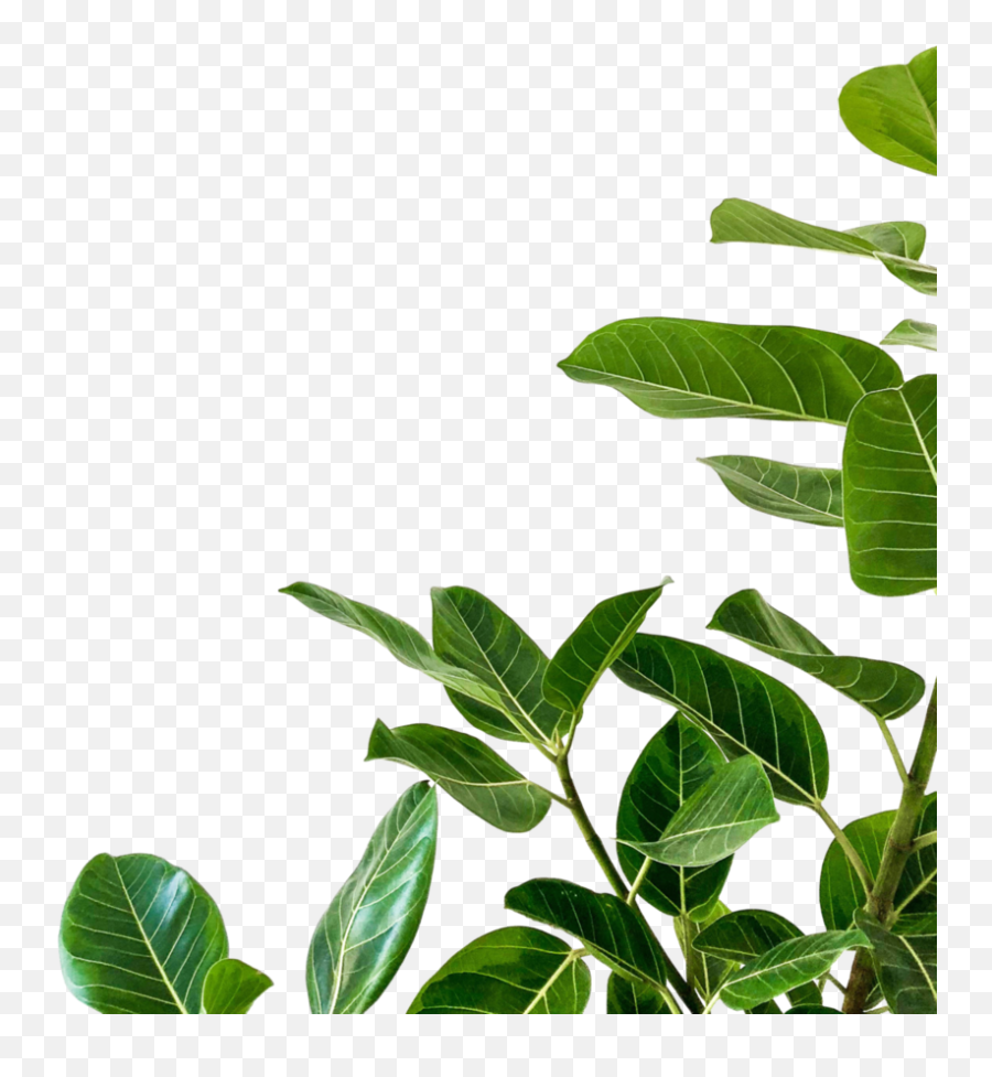 Download Free Png Plant Pngs - Plant Background,Plant Pngs