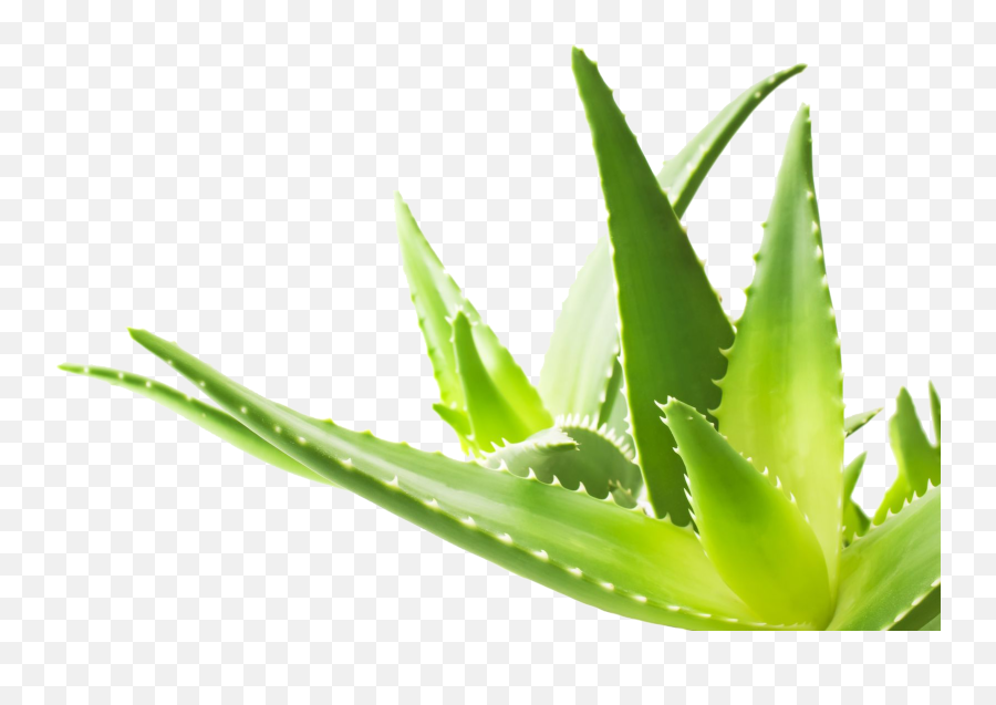 Download Aloe Png Transparent Image 028 - Aloe Vera Leaf Png,Aloe Png