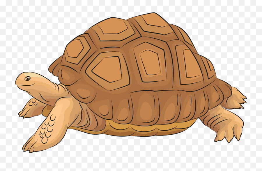 Images Of Tortoise Clipart - Giant Tortoise Clipart Png,Tortoise Png