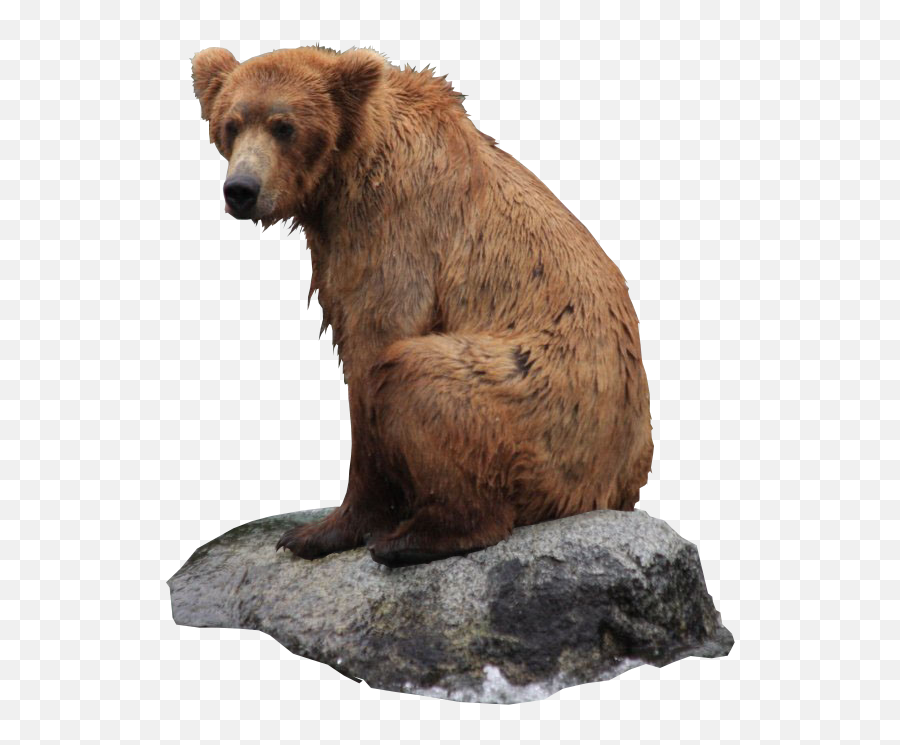 Bear Png - Bear Sitting Transparent Background,Brown Bear Png