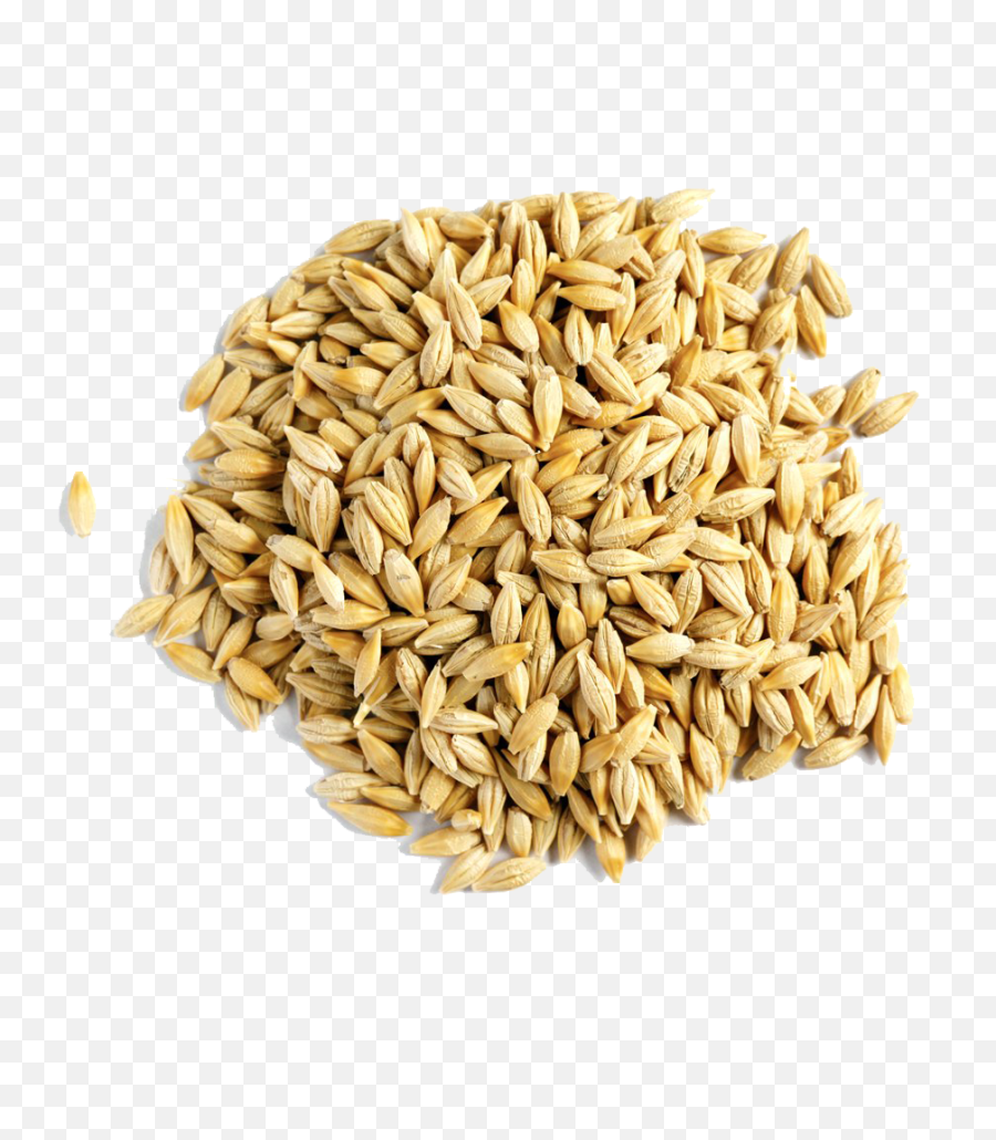 Barley Grain Png Free Download - Barley Png,Barley Png