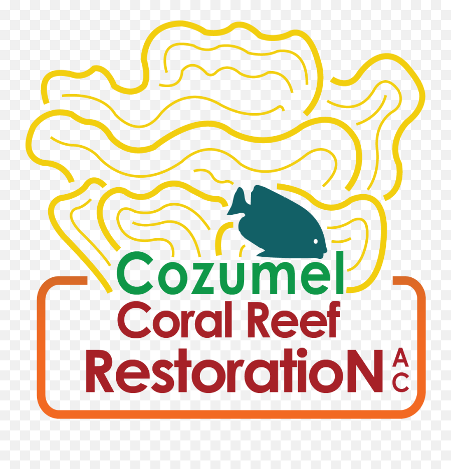 Cozumel Diving - Cozumel Coral Reef Restoration Coral Reef Restoration Cozumel Png,Coral Reef Png