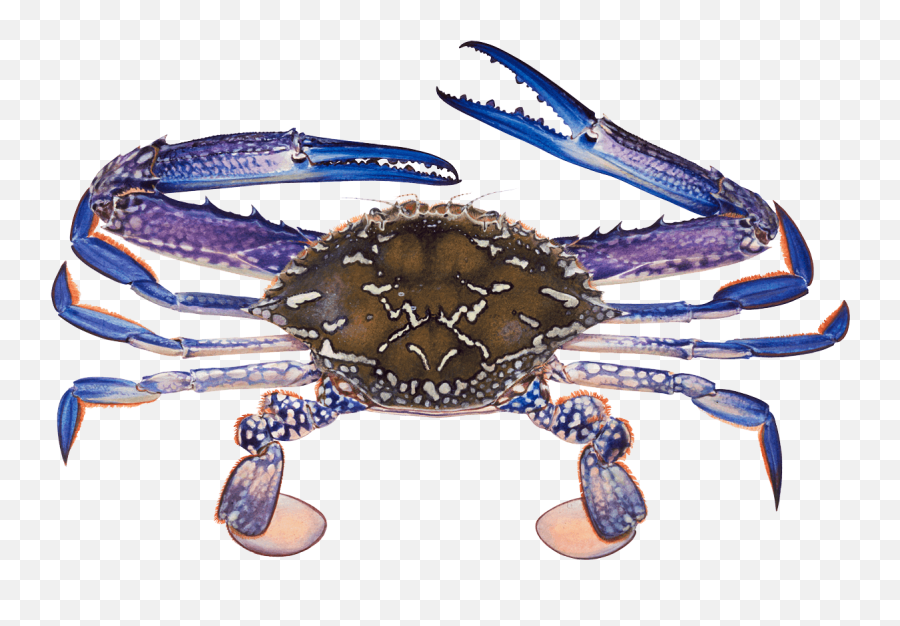 Crab Recommendations From The Seafood - Male Blue Swimmer Crab Png,Blue Crab Png