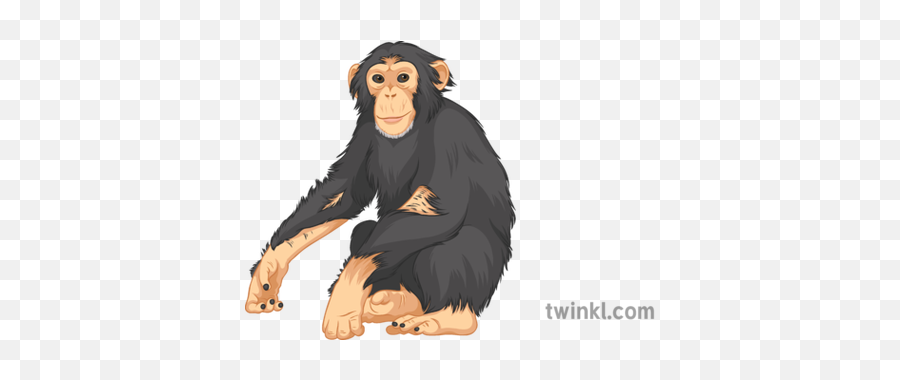 Chimpanzee General Wild Animals Monkey Jungle Secondary - Language Png,Chimpanzee Png