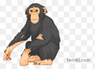 Chimpanzee General Wild Animals Monkey Jungle Secondary - Language Png,Chimpanzee Png