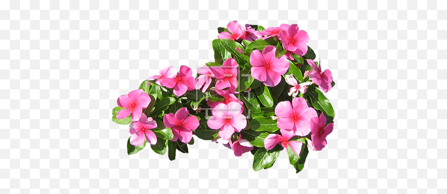 Small Pink Flowers - Immediate Entourage Flower Png,Pink Flower Png