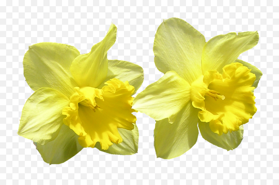 Daffodil Cut Out Isolated - Påskeliljer Png,Daffodil Png
