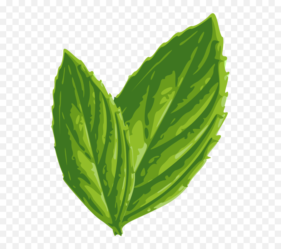 Plant Leaf Herb Png Clipart - Mint Leaf Clip Art,Herb Png