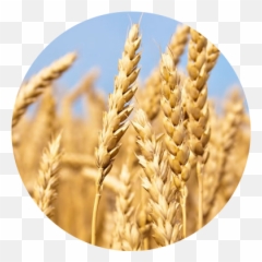 Cofco Fertilizantes - Wheat Field In North Dakota Png,Trigo Png