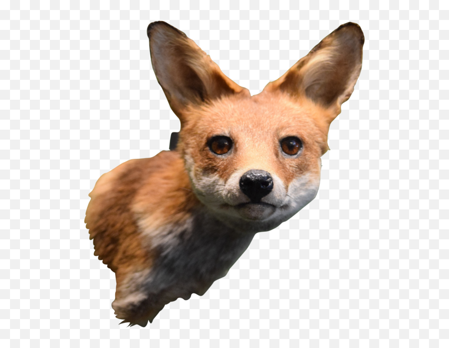 Download Taxidermy Fox Head Mount - Swift Fox Png,Fox Head Png