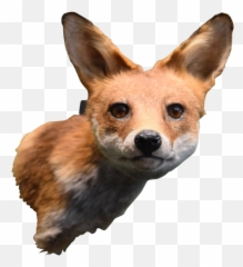Download Taxidermy Fox Head Mount - Swift Fox Png,Fox Head Png