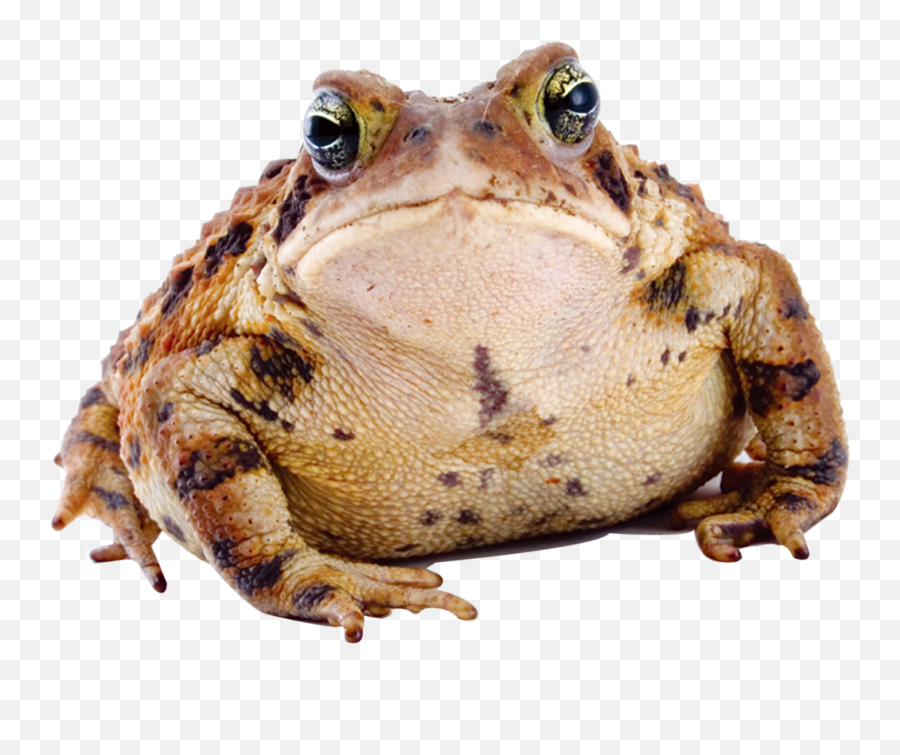Frog Download Transparent Png Image - Transparent Toad Png,Transparent Frog