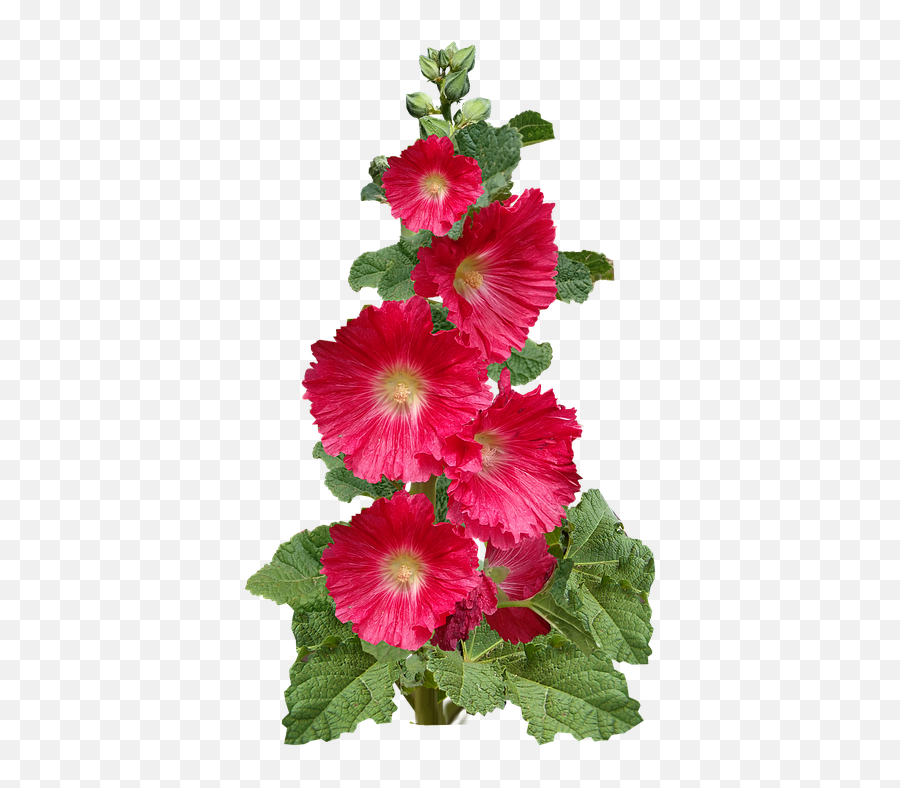 Flower Red Hollyhock - Free Photo On Pixabay Red Hollyhock Flower Png,Red Flower Icon