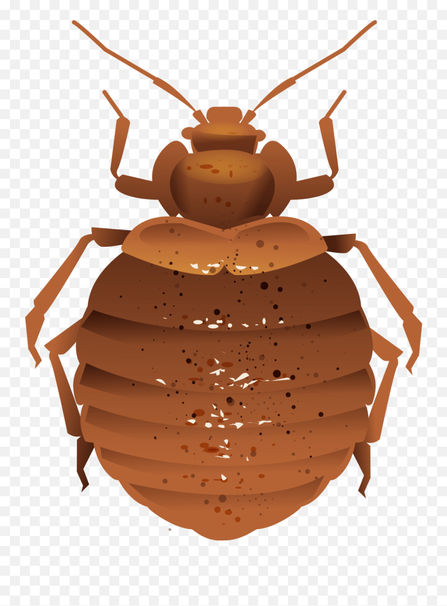 Detroit Bed Bug Control - Rove Pest Control Parasitism Png,Pest Icon