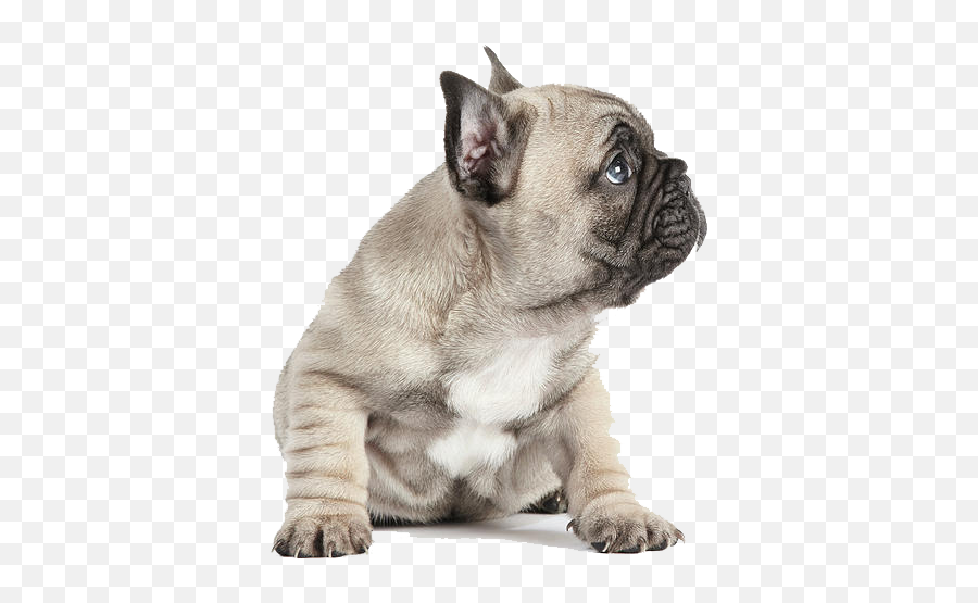 Puppies Transparent French Bulldog - French Bulldog Puppy Png,Bulldog Transparent Background