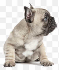 Puppies Transparent French Bulldog - French Bulldog Puppy Png,Bulldog Transparent Background