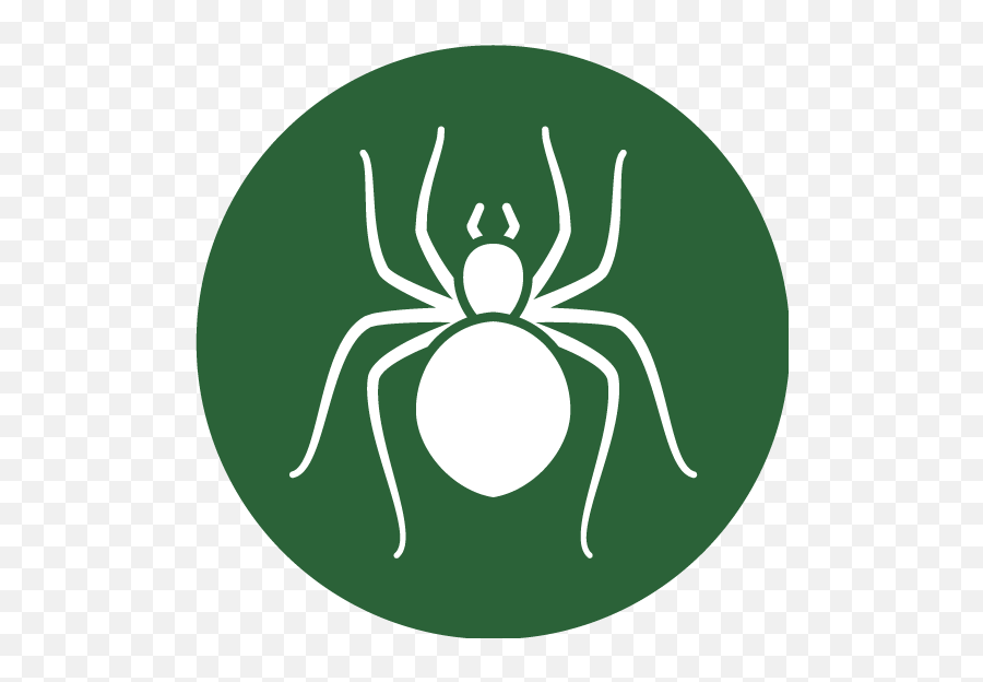 Spiders - Maines Best Choice Pest Management Png,Spider Icon Png