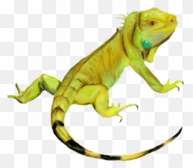 Download Iguana Png Hd - Bunglon Png,Iguana Png