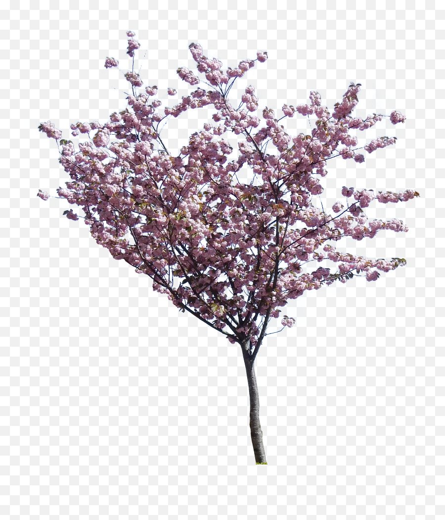 Cherry Blossom Tree Png Hd Transparent - Trees Png Cherry Blossom,Pine Tree Transparent Background