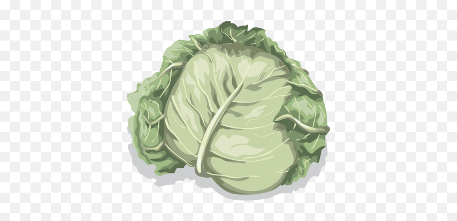 Free Png Cabbage - Konfest,Cabbage Png