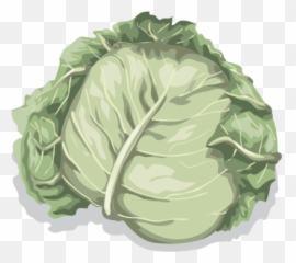 Free Png Cabbage - Konfest,Cabbage Png