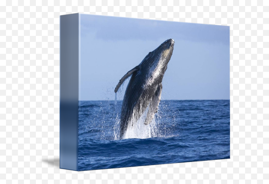 Hawaii Maui Humpback Whale Breaching By Design Pics - Humpback Whale Png,Humpback Whale Png