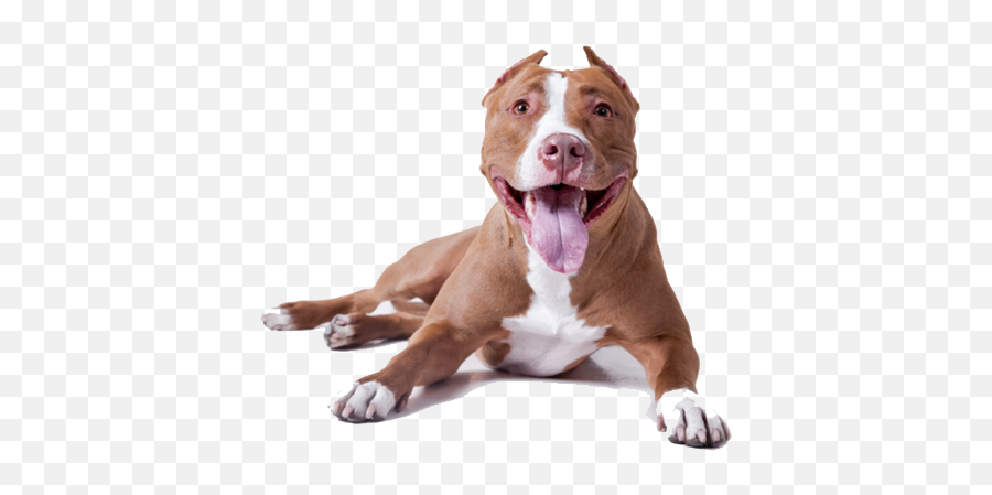 Pitbull Dog Head Transparent U0026 Png Clipart Free Download - Ywd Pitbulls Png,Dog Head Png