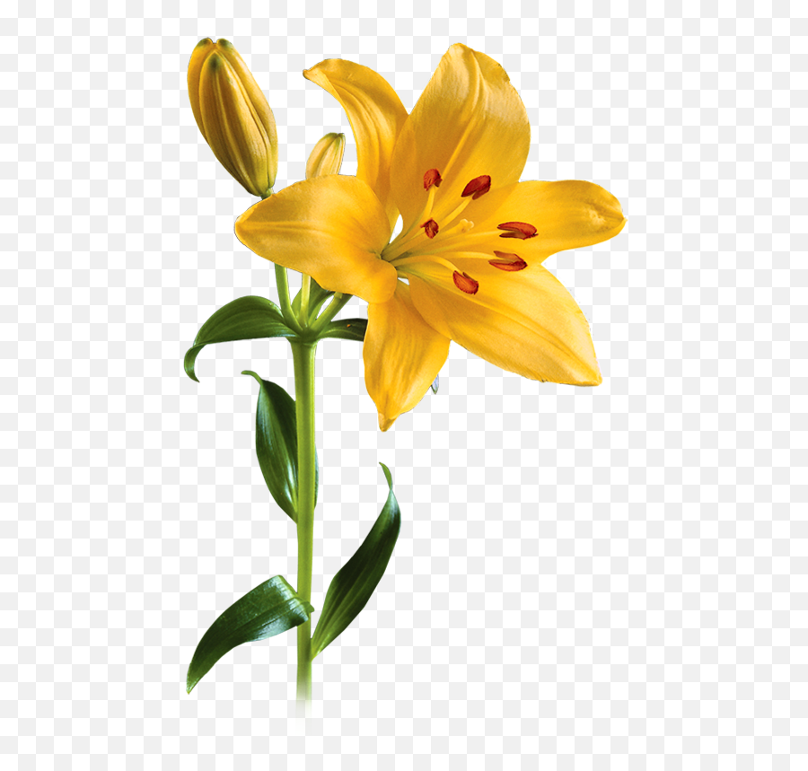 Lily Png Image Transparent - Yellow Lily Flower Png,Lily Transparent Background