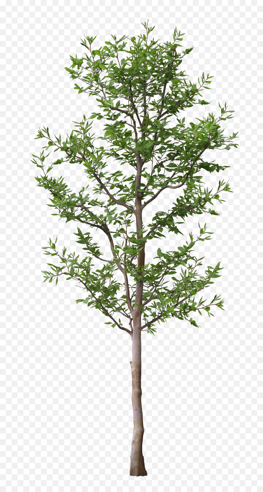 Arbol Png - Tree For Architectural Rendering Png,Arbol Png