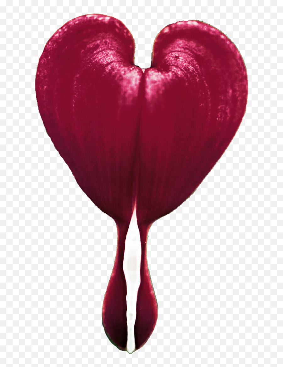 Bleeding Heart Png 5 Image - Transparent Bleeding Heart Flower,Bleeding Heart Png