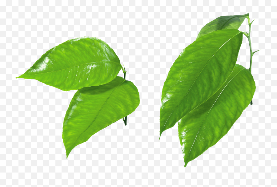 Green Leaves Png Image - Purepng Free Transparent Cc0 Png Green Apple Slice Png,Foliage Png