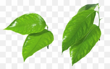 Green Leaves Png Image - Purepng Free Transparent Cc0 Png Green Apple Slice Png,Foliage Png
