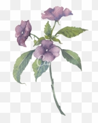 Wild Flowers Watercolor - Photos by Canva Lilac Hibiscus png