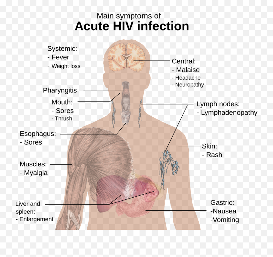 Hivaidspng 1 - 2study Of The Human Bodybig Picture Free Hiv Symptoms,Human Body Png