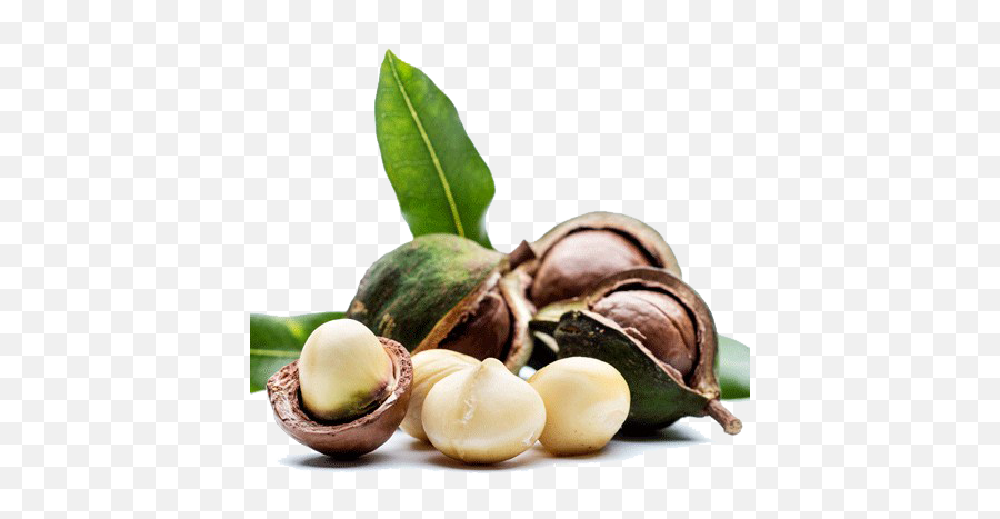 Download Hd Macadamia Nuts Png Image - Macadamia Nut And Oil,Nuts Png