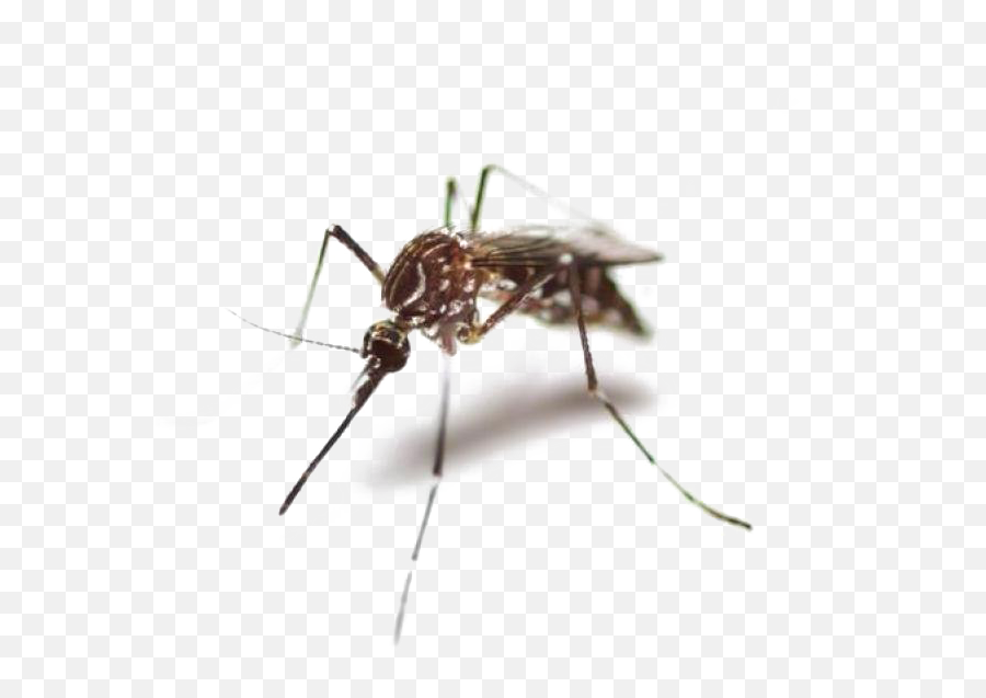 Download Hd Mosquito Png High - Quality Image Mosquito Png Japanese Encephalitis Is Transmitted,Mosquito Transparent Background