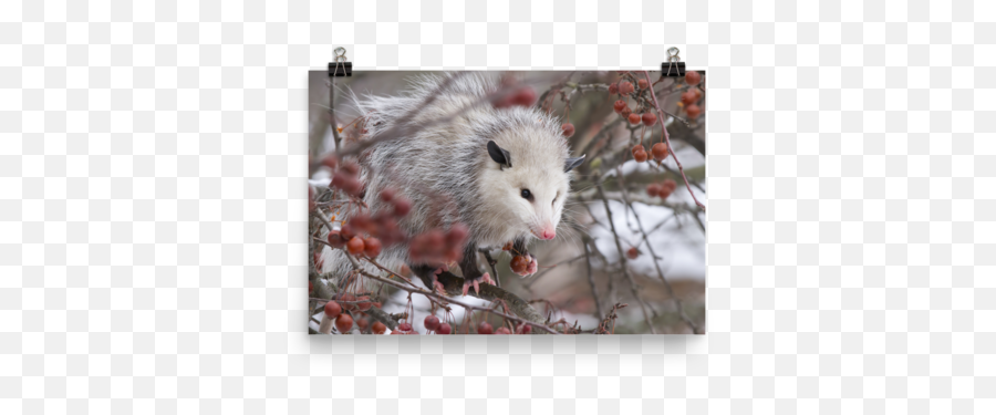 Snowpossum Poster Opossum My - Possum Png,Opossum Png