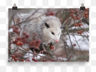 Snowpossum Poster Opossum My - Possum Png,Opossum Png