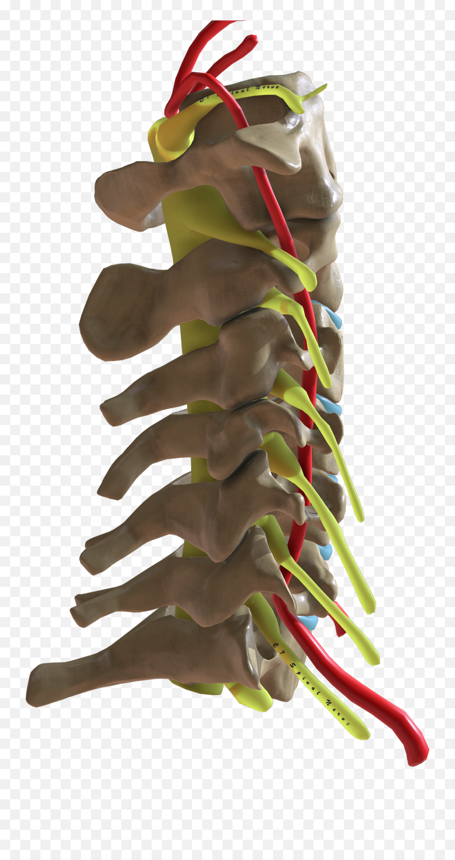 Filecervical Spine Lateral Viewpng - Wikimedia Commons Chili Pepper,Spine Png