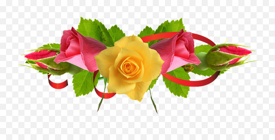 Download Yellow Rose Flower Free Png - Urs Mujahid E Millat 2020,Rose Flower Png