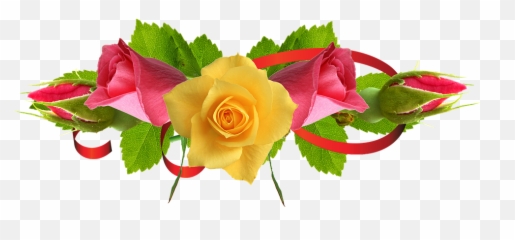 Download Yellow Rose Flower Free Png - Urs Mujahid E Millat 2020,Rose Flower Png