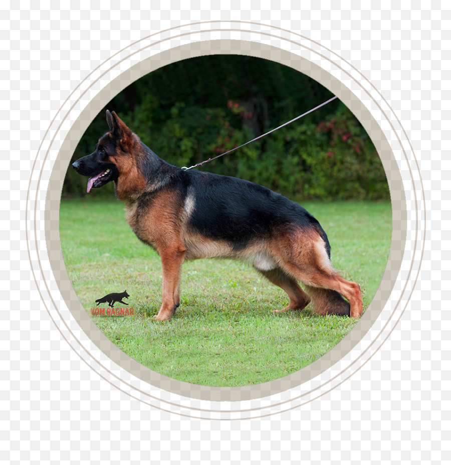 Puppies For Sale Purebred Breeders Vom Ragnar German - Old German Shepherd Dog Png,German Shepherd Png