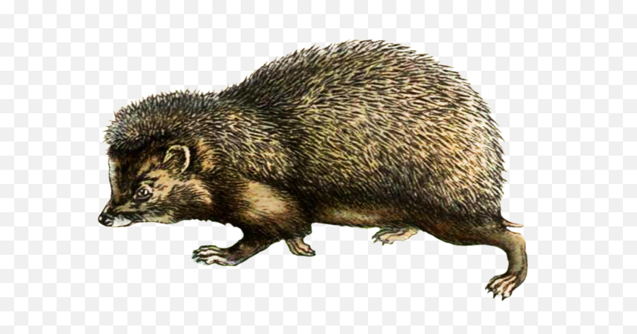 Hedgehog Clipart - Punxsutawney Phil Png,Porcupine Png