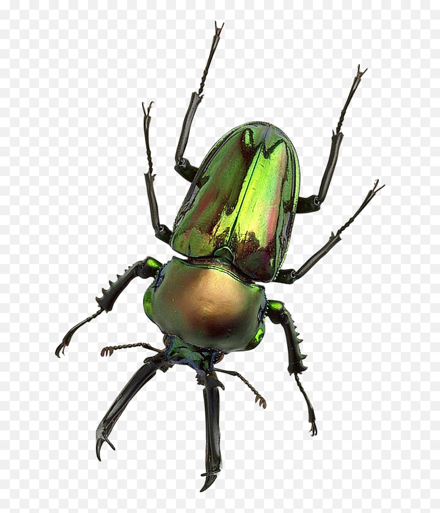 Bug Png Image For Free Download - Rhinoceros Beetle,Transparent Bug