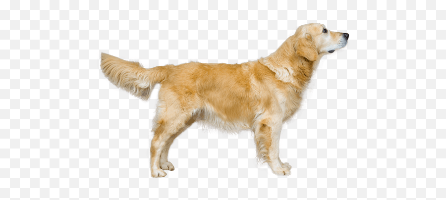 Golden Retriever - Cute Golden Retriever Clipart Png,Golden Retriever Png