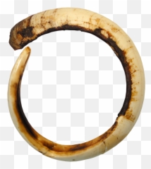 Beautiful Coins - Solid Png,Tusk Png