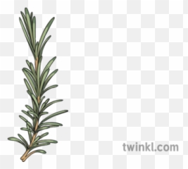Rosemary Illustration - Romero Blanco Y Negro Png,Rosemary Png
