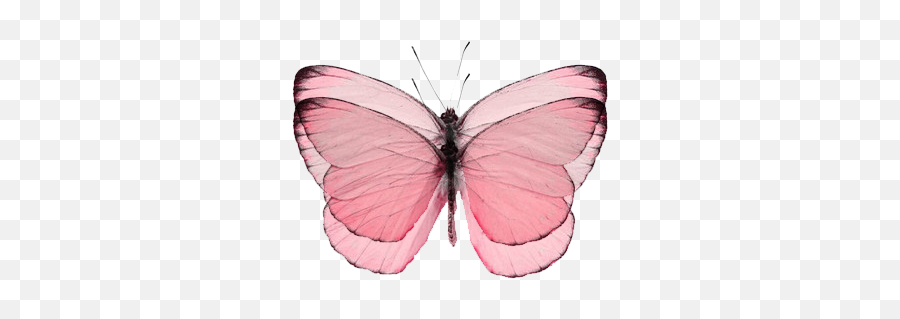 Pink Butterfly - Pink Butterfly Png,Pink Butterfly Png