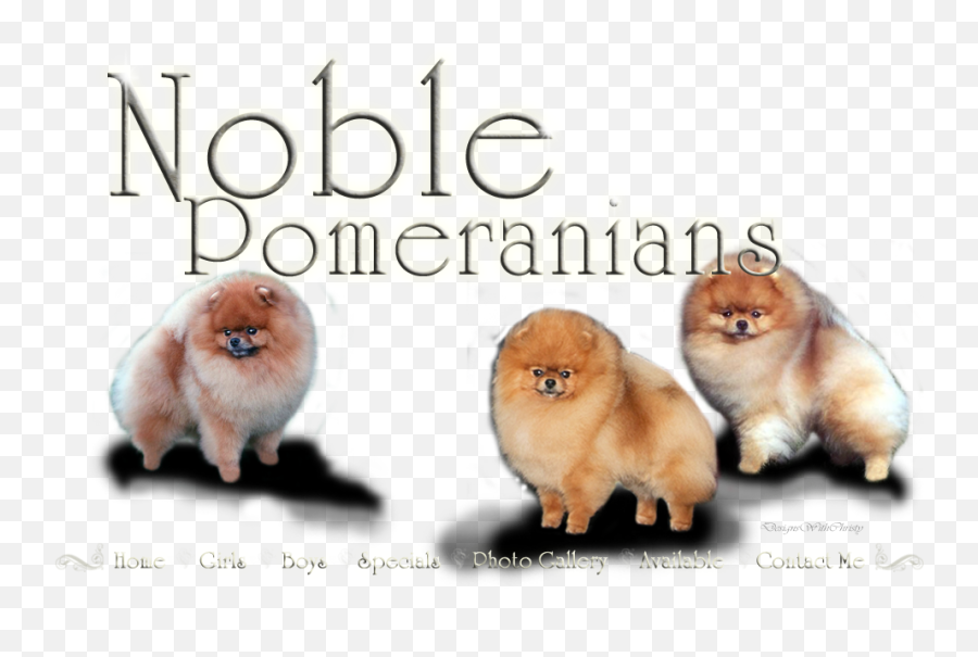 Noble Pomeranians Sunny California Home - Soft Png,Pomeranian Png